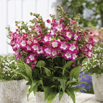 Penstemon - Hybride  - Rose - YAPROSE