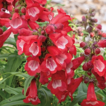 Penstemon - hybride - Scarlet - COV