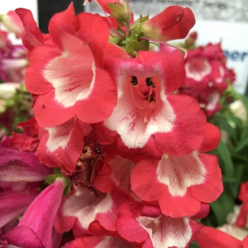 Penstemon - hybride - Scarlet - COV