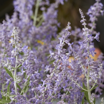 Perovskia - atriplicifolia - Lacey Blue - Lisslitt