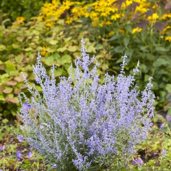 Perovskia - atriplicifolia - Lacey Blue - Lisslitt