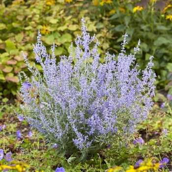 Perovskia - atriplicifolia - Lacey Blue - Lisslitt