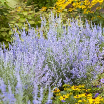 Perovskia - atriplicifolia - Lacey Blue - Lisslitt