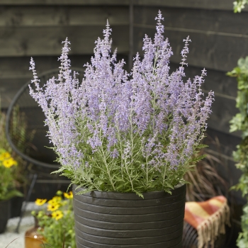 Perovskia - atriplicifolia - Lacey Blue - Lisslitt