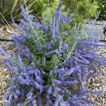 Perovskia - atriplicifolia - Lacey Blue - Lisslitt