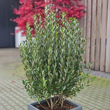 Phillyrea - angustifolia  - Grand Prix - HUGP16