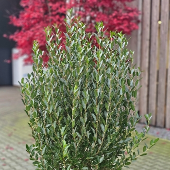 Phillyrea - angustifolia  - Grand Prix - HUGP16