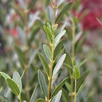Phillyrea - angustifolia  - Grand Prix - HUGP16