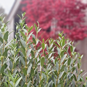 Phillyrea - angustifolia  - Grand Prix - HUGP16