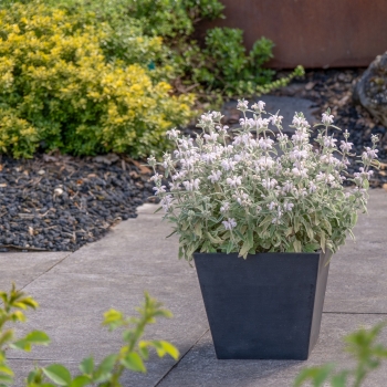 Phlomis - hybride - Hill Phlo - COV