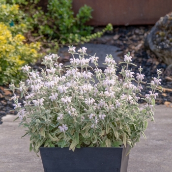 Phlomis - hybride - Hill Phlo - COV