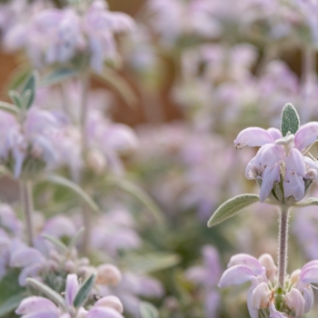 Phlomis - hybride - Hill Phlo - COV