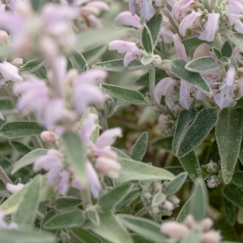 Phlomis - hybride - Hill Phlo - COV