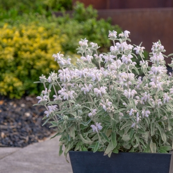 Phlomis - hybride - Hill Phlo - COV