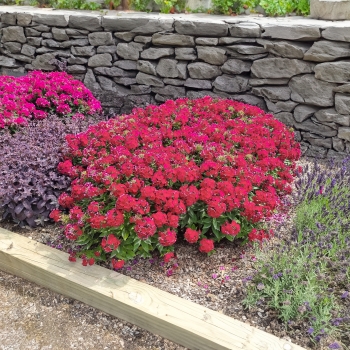 Phlox - paniculata - Cherry Crush - Verschercru