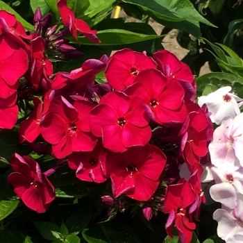Phlox - paniculata - Cherry Crush - Verschercru