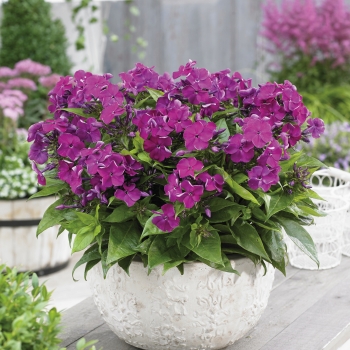 Phlox - paniculata - Desire - Versde