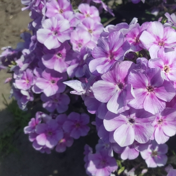 Phlox - paniculata - Lucky Lilac - Versluck