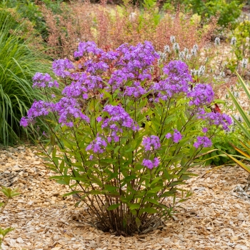 Phlox - hybride - Queen Paola - JS®Koningin Paola