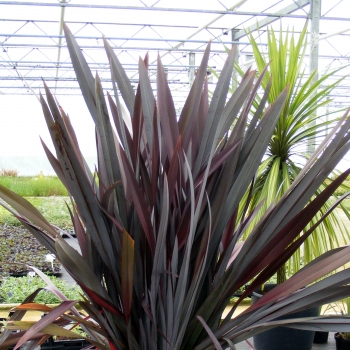 Phormium - tenax - In The Red - Seied