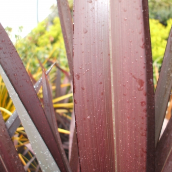 Phormium - tenax - In The Red - Seied