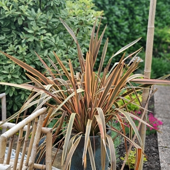 Phormium - tenax  - Pearl - PKFJTB18