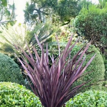 Phormium - tenax - Red - Royal Flush
