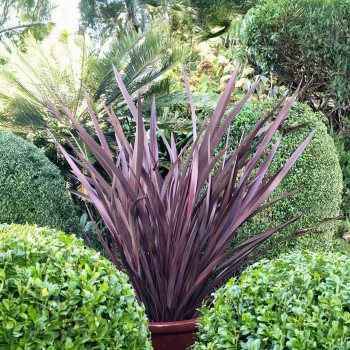 Phormium - tenax - Red - Royal Flush