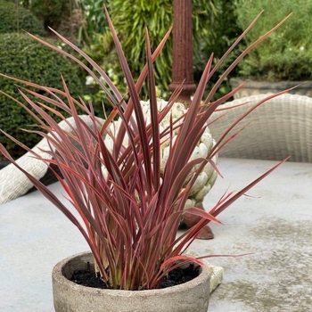 Phormium - tenax  - Ruby  - KFPHPM18