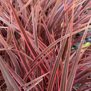 Phormium - tenax  - Ruby  - KFPHPM18