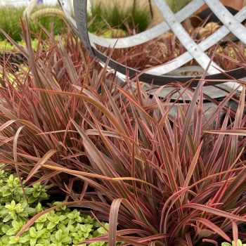 Phormium - tenax  - Ruby  - KFPHPM18