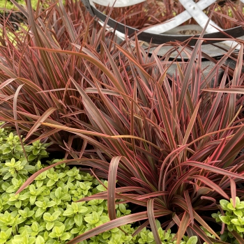 Phormium - tenax  - Ruby  - KFPHPM18