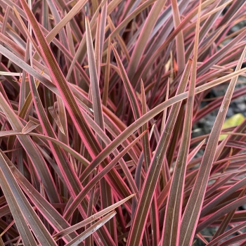 Phormium - tenax  - Ruby  - KFPHPM18