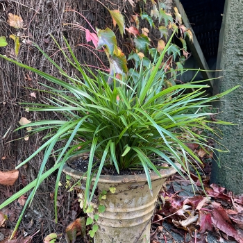 Phormium - tenax  - Verde - LIPPHIV24