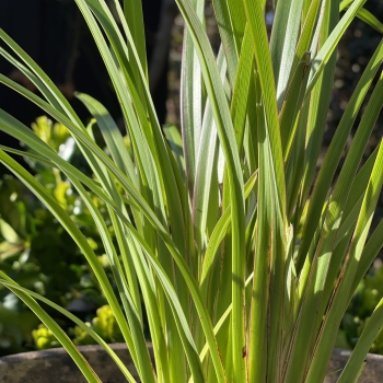 Phormium - tenax  - Verde - LIPPHIV24