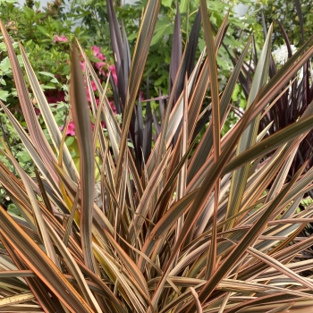 Phormium - tenax  - Pearl - PKFJTB18