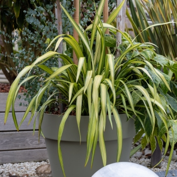 Phormium - tenax - Lemon Spritzer - COV