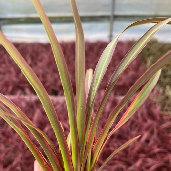 Phormium -  - Mint - LIPPHIM24