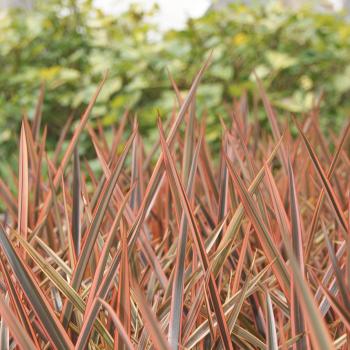 Phormium - tenax  - Pearl - PKFJTB18