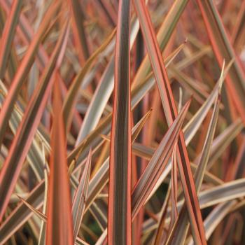 Phormium - tenax  - Pearl - PKFJTB18