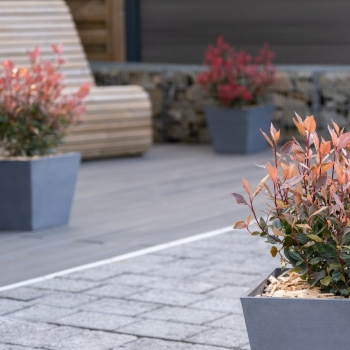 Photinia - ×fraseri - Amigo - BR2020
