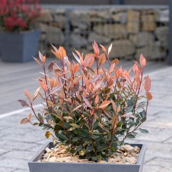 Photinia - ×fraseri - Amigo - BR2020