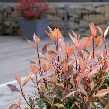 Photinia - ×fraseri - Amigo - BR2020