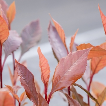 Photinia - ×fraseri - Amigo - BR2020