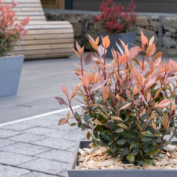 Photinia - ×fraseri - Amigo - BR2020