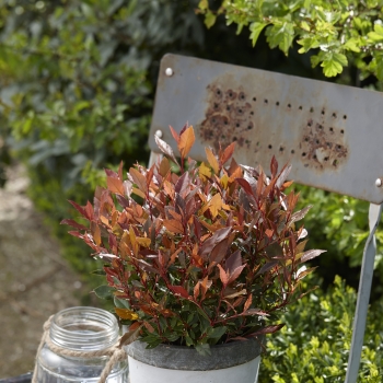 Photinia - ×fraseri - Chico - BR2011