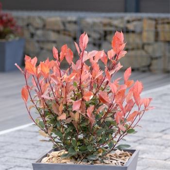 Photinia - ×fraseri - Chico - BR2011