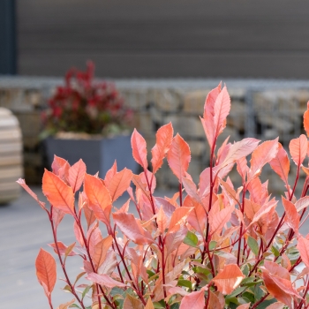 Photinia - ×fraseri - Chico - BR2011