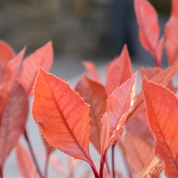 Photinia - ×fraseri - Chico - BR2011
