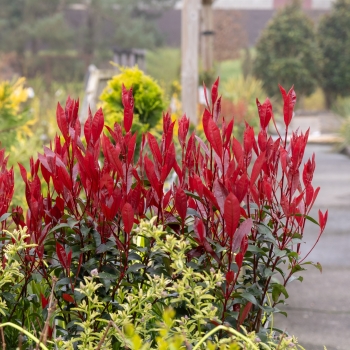 Photinia - ×fraseri - Compacta Super Red - COV